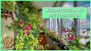 How to Grow a Living Wall of Bougainvillea.