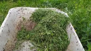 лук шалот истобенский , рассада ,продолжение