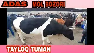 TAYLOQ TUMAN ADAS MOL BOZOR NARXLARI ENA BOLA VA BOĞOZ SIGIR VA GUNOJINLAR🐄🐄🐂🐄🐄🐄🐃🐂🐂