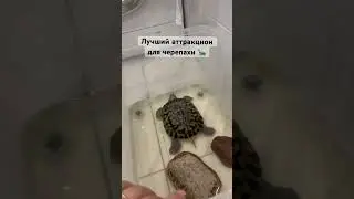 Черепаха контролирует качество стирки😅