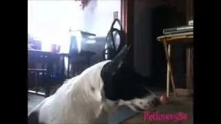 Lucy Is My Cool Dog