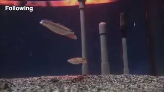 Ritualized ink use during visual courtship by cuttlefish