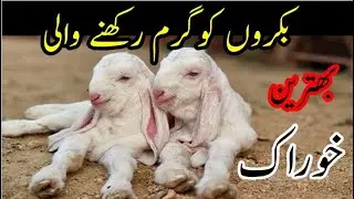 Bakro ko Garam Rakhne Wali Khurak|بکروں کو گرم رکھنے والی خوراک