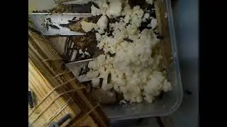 LIVE BSF larvae and flies