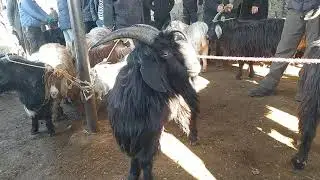 Буз серка 