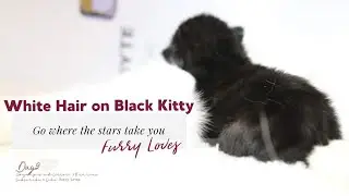 White Hair on Black Kitten