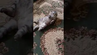 кот Осман 