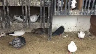 #Pigeons