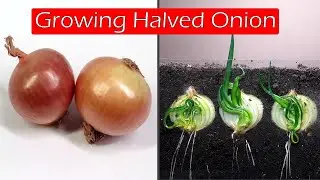 Growing halved onion - time lapse 