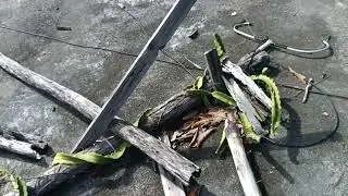 Desastre natural acaba con mis plantas de pitahayas😔