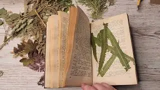 Осенняя поделка из ГЕРБАРИЯ в садик, школу. Простая идея.