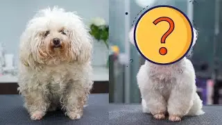 原本臟兮兮的小狗經過一番改造後竟長這個樣子，你喜歡嗎（寵物美容）‖ Poodle Dog Grooming ‖ pet groomer