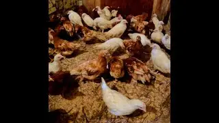 ❗ ОЧЕНЬ ВАЖНО❗ ПРОПОЙКА ЦЫПЛЯТ без антибиотиков❗ Причины РАСКЛЁВА ❗