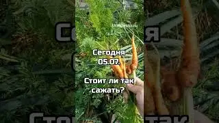 Что вырастет если морковку посеять осенью 