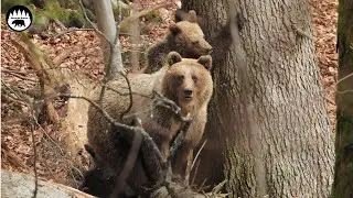 Skusena medvedica, stvorcata a poobedny odpocinok (69)
