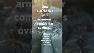 Como fazer para não abrir o silo todo dia #criaçãodeovelhas #ovelhas #ovinos