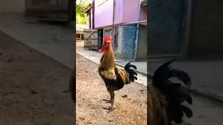 Funny Chicken 🐓 #shorts #viral #murga