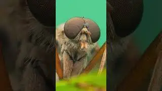 Insect Macro Photography Episode 3 (Full Video On My Channel) 