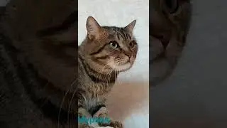 кот прекрасен