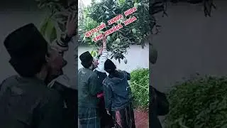 mangga muda emang menggoda