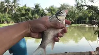 Bài cám Huỳnh Khoa câu cá tra , ngờ đâu toàn Mè Vinh bự trản l Youtube Ba Lúa