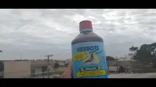 Criação de pombos Correios treino