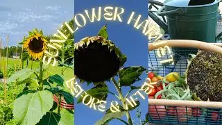 HARVESTING MAMMOTH SUNFLOWER SEEDS #50dollarfebruary2023 #sunflower #gardening #zone8a