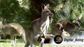 The Insane Biology of: Kangaroos @digital_being @viralhog