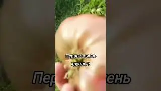 🍅 Томат СМУГЛЯНКА любимый 🍅помидор 🍅