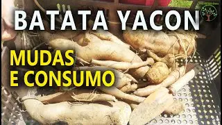 Batata Yacon Mudas e Derivados para você conhecer