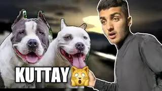 New city me kuttay peachy prh gaye😂||#trending #mrbeast #viral #vlog
