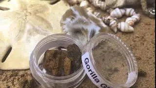 Beach Hash