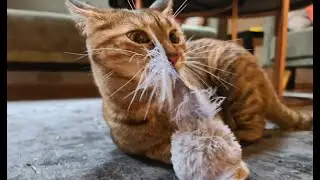 NALA Cat's advent calendar ❤️