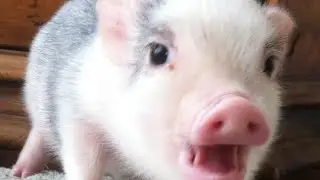 хахахах