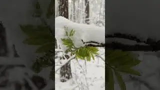 Снежный май на Урале