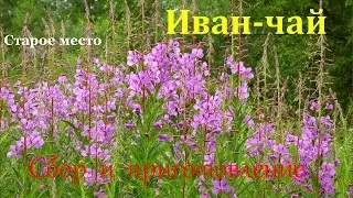Иван-чай.Сбор и приготовление