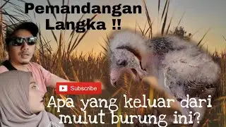 Baru Kali ini Bisa Liat Burung Begini !