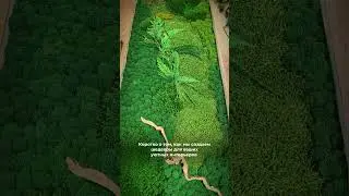 Не нужно поливать и ухаживать 🌱