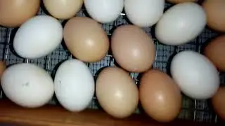 Начался вывод цыплят!!