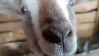 Покажите гусей. Ушла с работы чтобы успеть