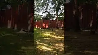 Чёрный Кот Гоняет Ворон 2023