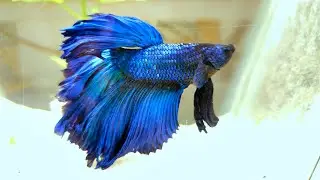 Betta Fish Tank | Live Plants | Fighting Fish