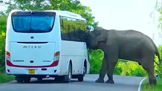 Jumbo Elephant Attack Jumbo Bus