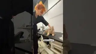 Communication with a cat 