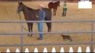 Cat Jumped Horse's Dick