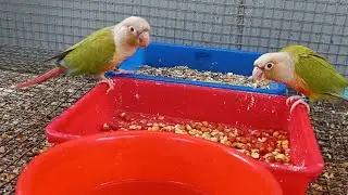 Pineapple conure Hatched... 5 baby Conure.. #pineappleconure #african #birds #pets
