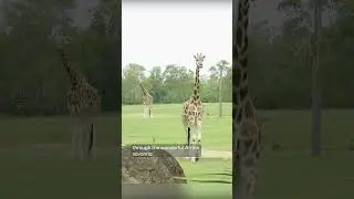World Giraffe Day with Steve and Terri 🦒