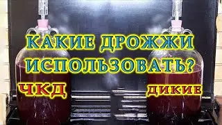 ЧКД (чистая культура дрожжей) или дикие дрожжи? | Ответы на вопросы