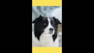 Border Collie uma raça muito inteligente #shorts