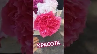 Красота 😍 ПИОНОВ🌺🤗🤩 #релакс #цветы